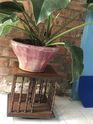 Low side coffee table plant - coffee,